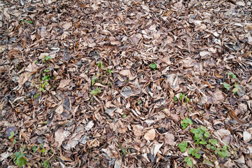 Natural wood with a fine structure, photographed outdoors in daylight