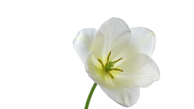 Beautiful white tulip opening on white background, close-up. Holiday, Mothers day, Wedding backdrop, Valentines Day, Easter concept.