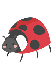 ladybug