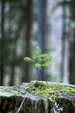 Kleiner Tannenbaum Keimling Setzling, w&auml;chst auf einem altem Baumstamm, Sekund&auml;rkrone