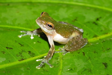 The tree frog from the family Rhacophoridae Feihyla kajau in its natural habitat, tropical rainforest, Borneo