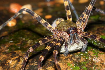 huntsman spider (Heteropoda sp.) female with cocoon