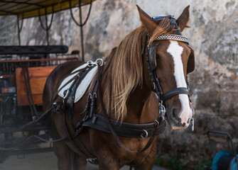 Carruaje tirado por un caballo marron y blanco para paseos turísticos