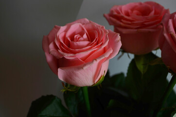 Pink roses bouquet on a white background close up