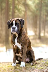 Beautiful purebred brindle undocked boxer dog in the forest