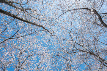 満開の桜の花