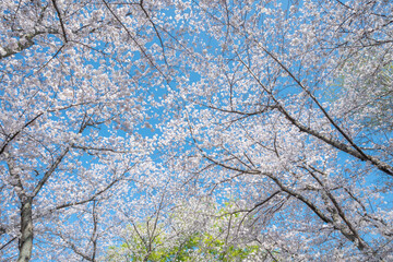 Fototapeta premium 満開の桜の花