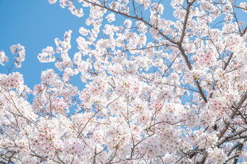 満開の桜の花