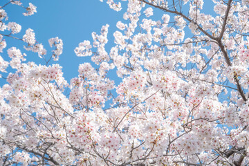 満開の桜の花