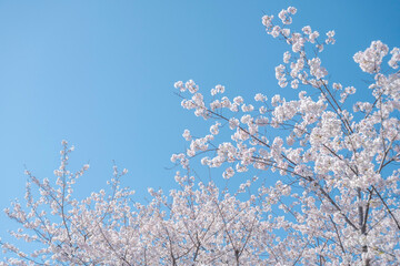 満開の桜の花