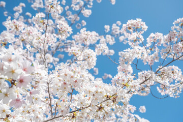 満開の桜の花