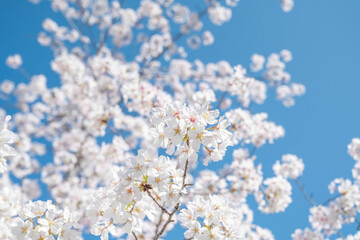 満開の桜の花