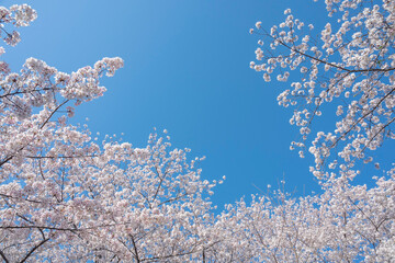 満開の桜の花