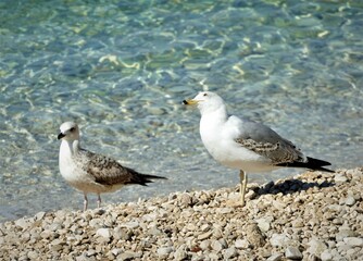 Seagull on the beach by the sea 
