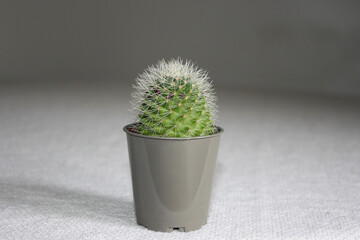 cactus in a gray vase