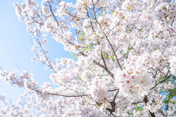 満開の桜の花
