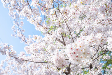 満開の桜の花