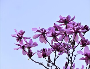 Magnolia flower on the tree branch with blue sky
