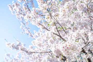 満開の桜の花