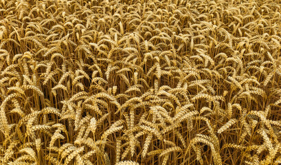 Ears of wheat in wheat field in summer, Beverley, Yorkshire, UK.