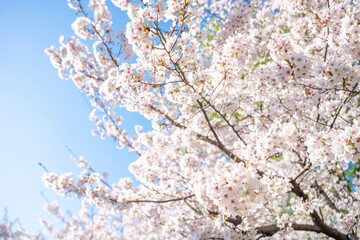 満開の桜の花