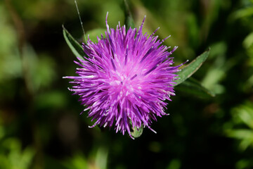 Beautiful pink / purple flower isolated on a blurred plant background