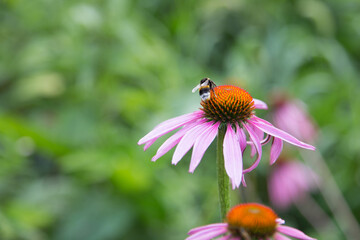 Bee sitting on echinacea flower close up