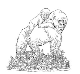 Gorilla female with her baby. Endangered Species Drawing. African animals. Picture for coloring.