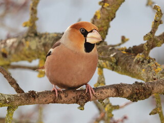 The Hawfinch (Coccothraustes coccothraustes) on a branch in natural habitat