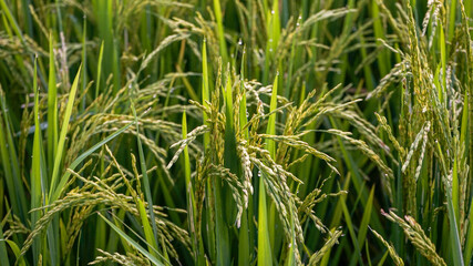 green rice field