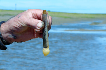 Hand of a man holding a solen in front of the sea: Solen (bivalve), edible mollusk also known as razor shell. Man picking up a long yellow mollusk hidden in the mud. Ancestral fishing technique
