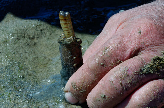 Hand of a man fishing a shell in the sea: Solen (bivalve), edible mollusk also known as razor shell. Man picking up a long yellow mollusk hidden in the mud. Ancestral fishing technique