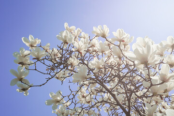 Magnolia tree blossom at spring season during a bright sunny day