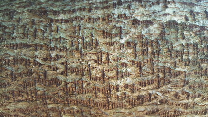 Bark of a tree