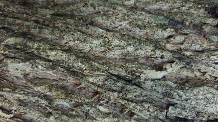bark of a tree