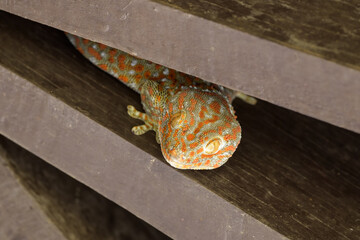 Tropical asian geckos in house