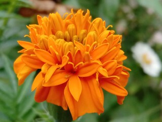 orange dahlia flower