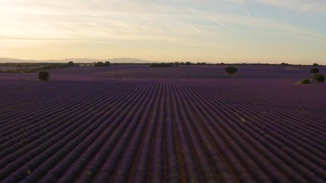 Campo de lavanda con dron
