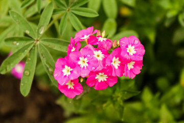 Obraz na płótnie Canvas pink flowers in green background in sunny day
