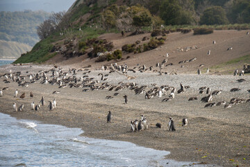 Fototapeta na wymiar magellan penguins, martillo island, ushuaia, beagle channel, patagonia, argentina, south america, 