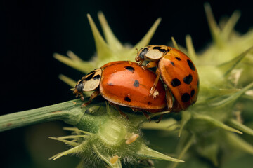 Ladybugs copulating on green grass