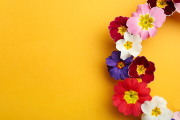 Primrose Primula Vulgaris flowers on yellow background, flat lay with space for text. Spring season