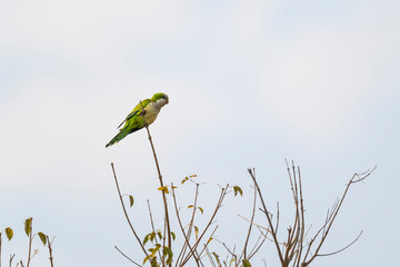 The Monk Parakeet (Myiopsitta monachus)