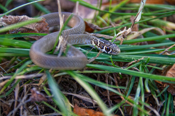 Grass snake, latin name : Natrix natrix. tiny non-venomous colubrid snake snake on grass