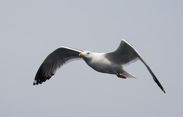 Portrait of white seagull flying in the sky. Flight of gull.