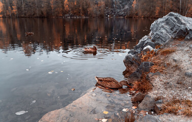 Wild ducks in mountain lake. Mountain lake landscape.