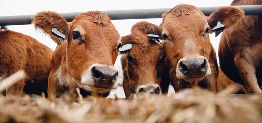Gordijnen Cows red jersey with automatic collar. Banner modern farm dairy and meat production livestock industry © Parilov