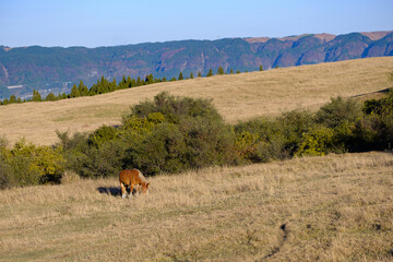 A horse is eating grasses in the Mt. Aso Kumamoto