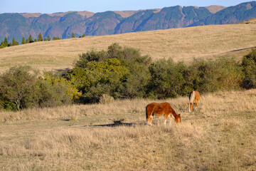 A horse is eating grasses in the Mt. Aso Kumamoto