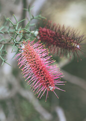 Pink inflorescence of the Western Australian native Bottlebrush Grevillea, Grevillea paradoxa, family Proteaceae. Endemic to Midwest of WA